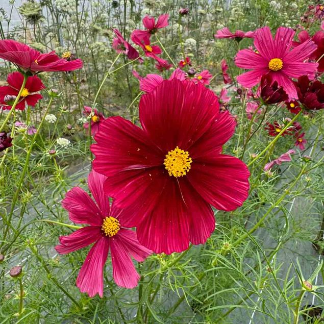 COSMOS RUBENZA AB