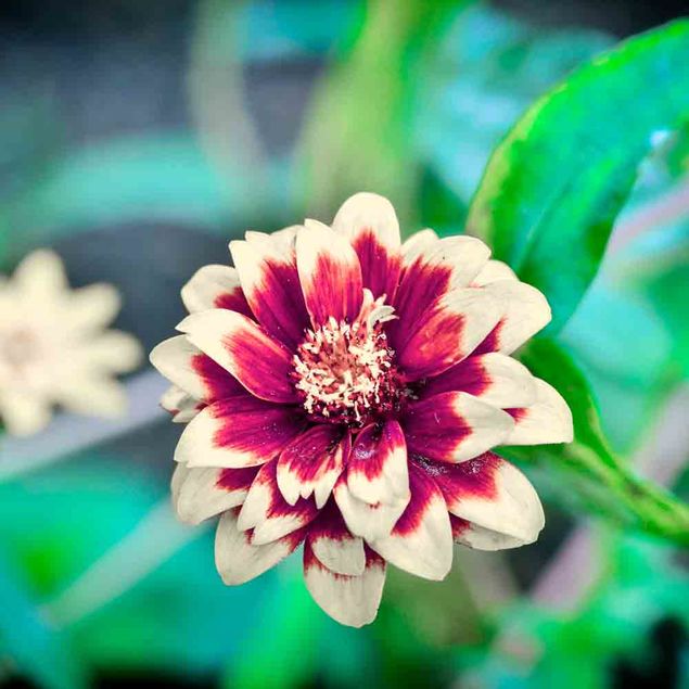 ZINNIA MAZURKIA AB