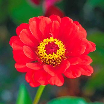 ZINNIA RED BEAUTY AB