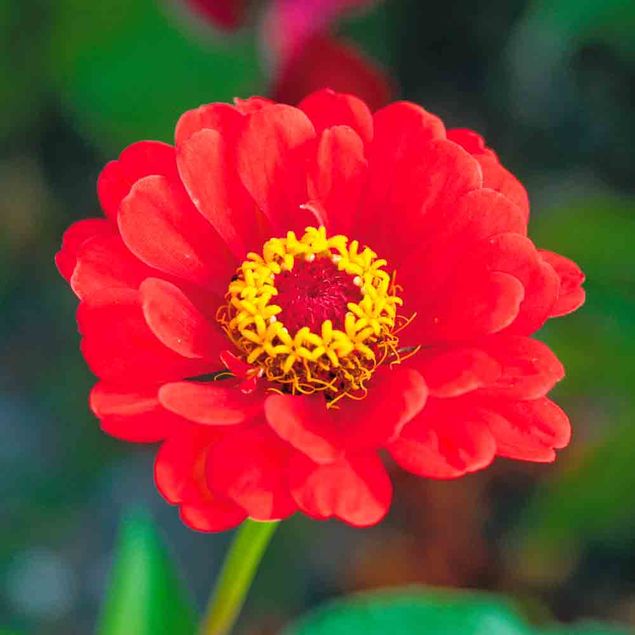 ZINNIA RED BEAUTY AB