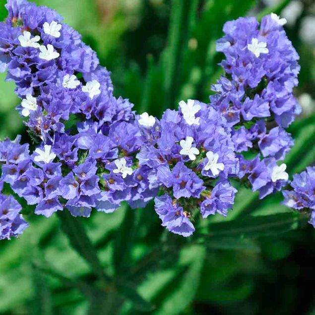 LIMONIUM OU STATICE PASTEL EN MELANGE AB