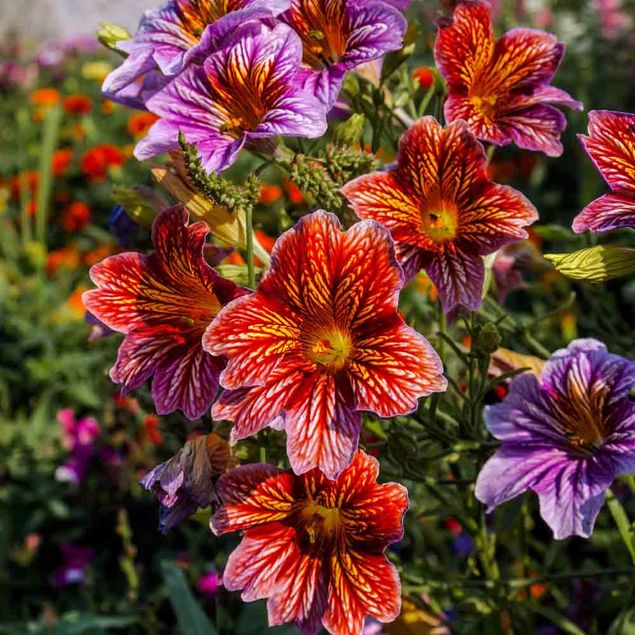 SALPIGLOSSIS VARIE AB