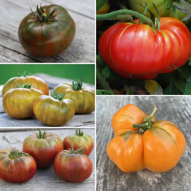 TOMATES A GROS FRUITS EN MELANGE AB