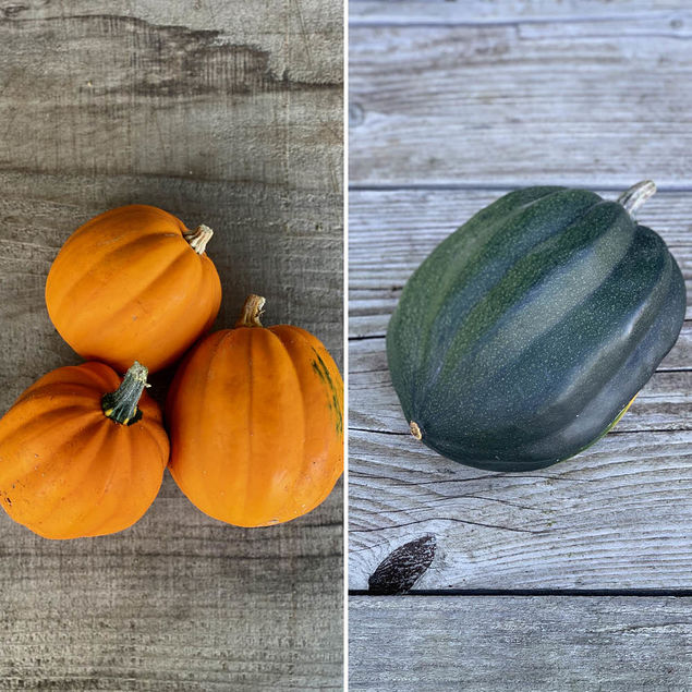 COURGES EN MELANGE (Table gold, Cornue d'hiver) AB