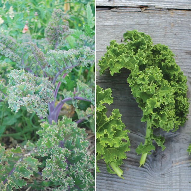 CHOU FRISE KALE EN MELANGE (Roter Grunkohl et Demi-Nain de Westland) AB