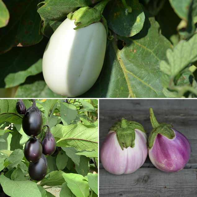 AUBERGINES EN MELANGE (Blanche ronde à œuf, Bambino, Rotondo bianca sfumata di rosa) AB