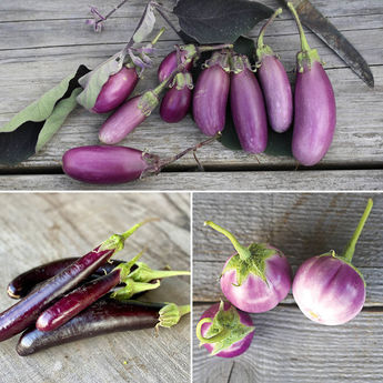 AUBERGINES EN MELANGE (Little finger, Pusa purple cluster, Thaï lavender) AB