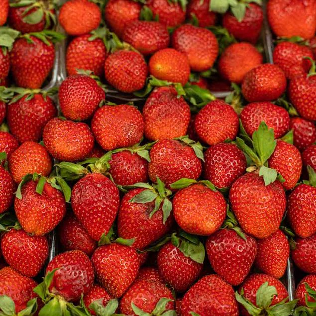 SELECTION DE 6 FRAISIERS