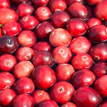 SELECTION DE 3 CANNEBERGES (Cranberry)