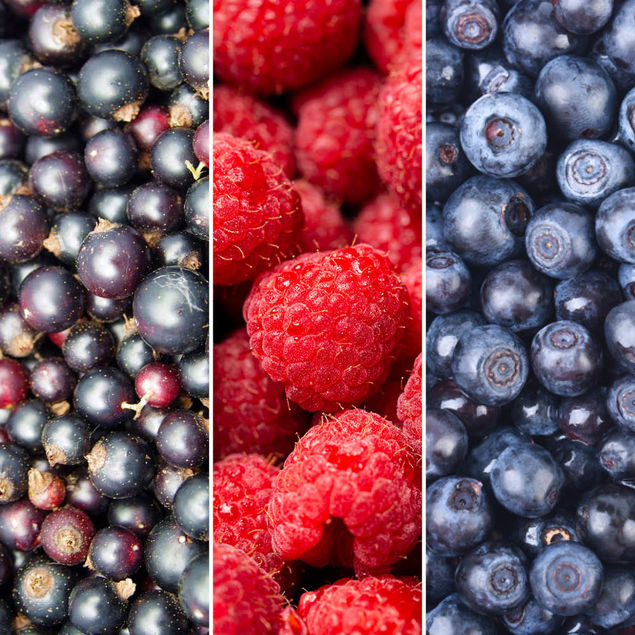 SELECTION DE 6 FRUITS ROUGES (Framboisiers, cassissiers, myrtilliers)