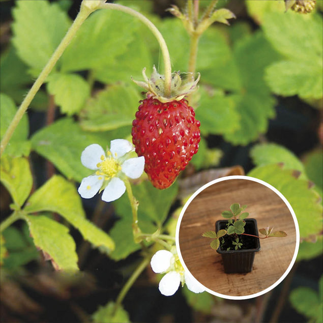 FRAISIER FRAISE DES BOIS (Reine des vallées) AB - PLANT