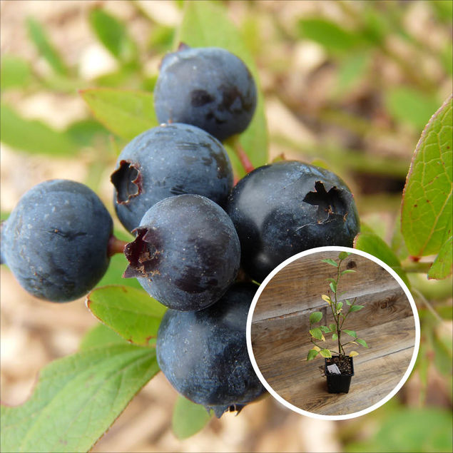 MYRTILLIER POWDER BLUE AB - PLANT