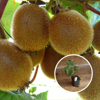 KIWI JENNY (autofertile) AB - PLANT