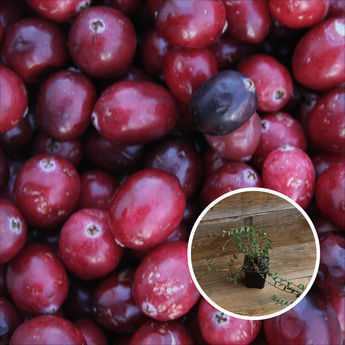 CANNEBERGE CROWLEY (Cranberry) AB - PLANT 