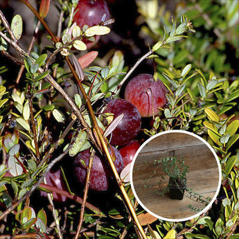 CANNEBERGE PILGRIM (Cranberry) AB - PLANT     