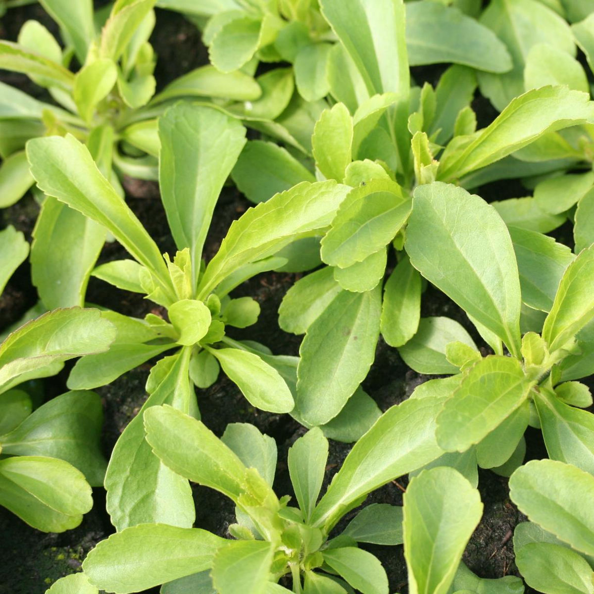 Stevia : planter et cultiver – PagesJaunes