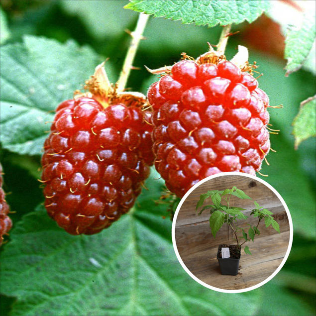 MÛRIER FRAMBOISE TAYBERRY BUCKINGHAM AB - PLANT