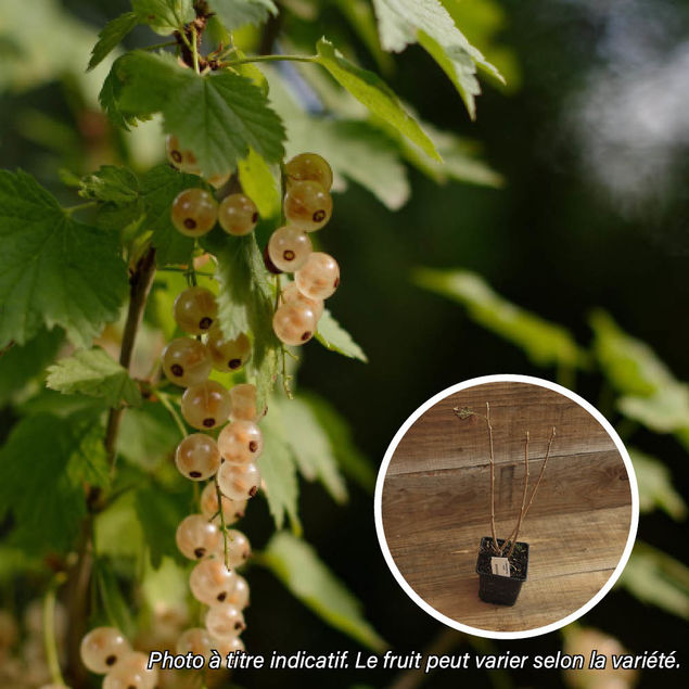 CASSIS BLANC AB - PLANT  