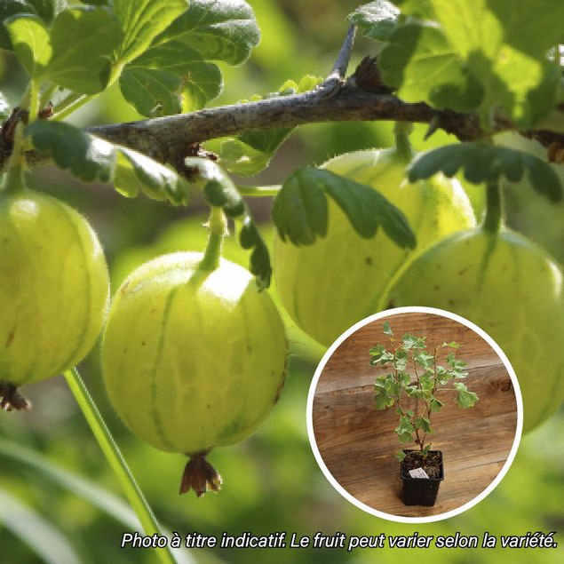 GROSEILLIER A MAQUEREAU HINNOMAKI GUL AB - PLANT  