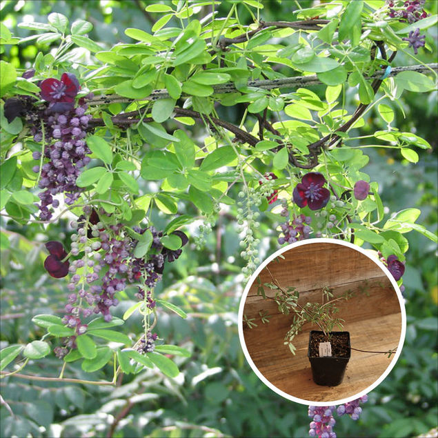 AKEBIA LONGERACEMOSA AB - PLANT  