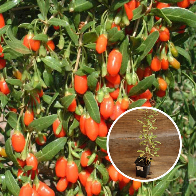 LYCIET DE CHINE À BAIES DE GOJI AB - PLANT