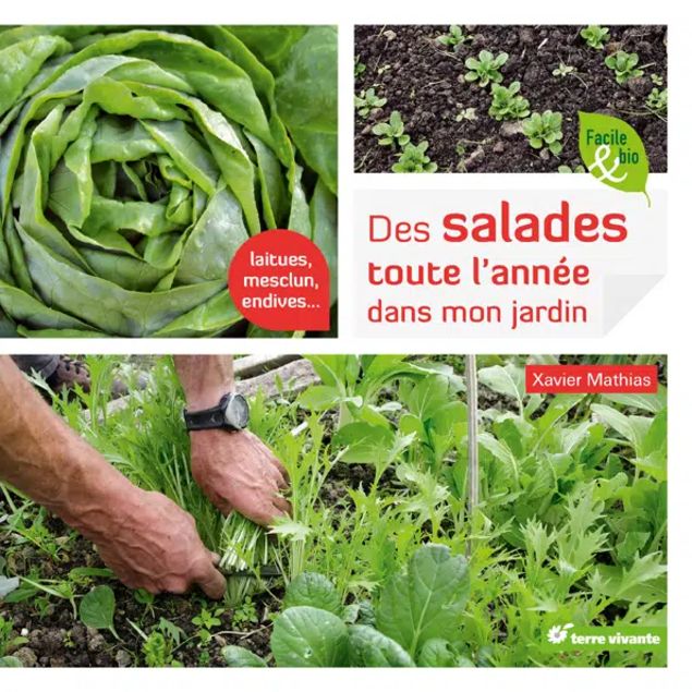 DES SALADES TOUTE L’ANNÉE DANS MON JARDIN