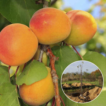 ABRICOTIER ROUGE DU ROUSSILLON AB