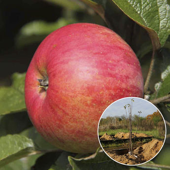 POMMIER BELLE FILLE DES SALINS AB