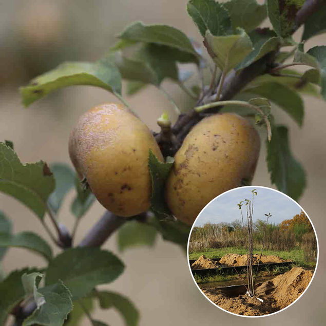 POMMIER FENOUILLET GRIS AB