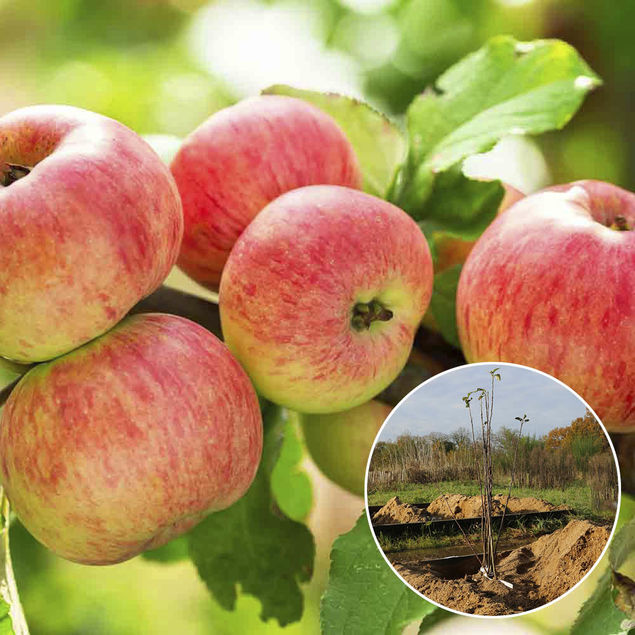 POMMIER RUBINETTE ROSSO RAFZUBEX AB    