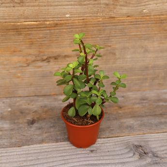 PORTULACA AB - PLANT       