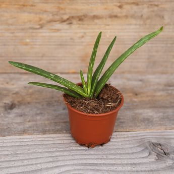 ALOE VERA AB - PLANT   