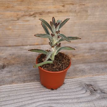 KALANCHOE TOMENTOSA AB - PLANT   