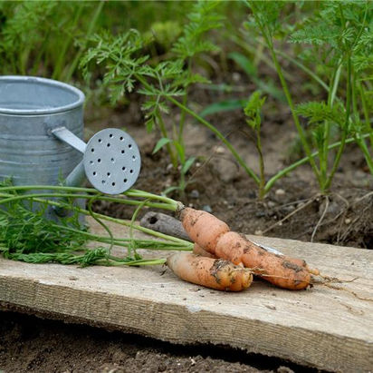 Planifier un potager : par où commencer - Châtelaine