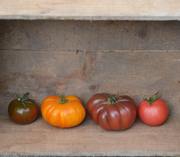 Choisissez vos graines de tomate pour votre potager
