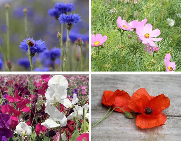 4 fleurs comestibles à planter dans votre jardin