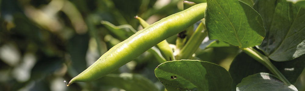 Différentes variétés de tomates