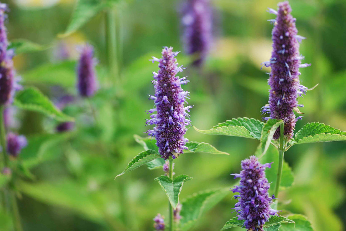 Culture de l'agastache