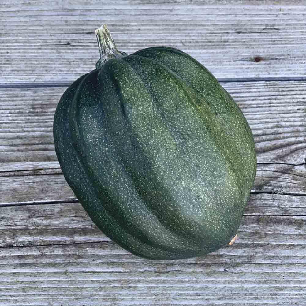 WINTER SQUASH OR WINTER HORN AB