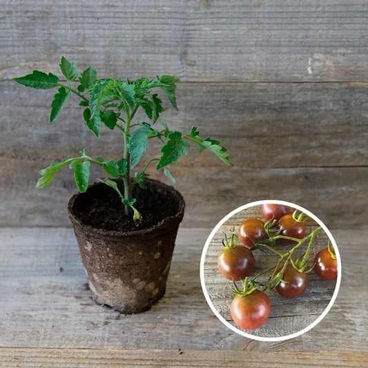 TOMATE BROWN BERRY PLANT AB