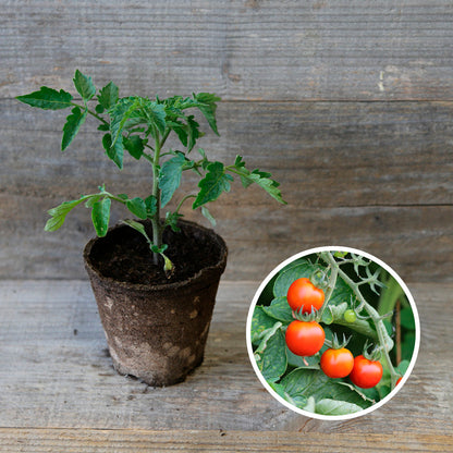 TOMATE CERISE PLANT AB