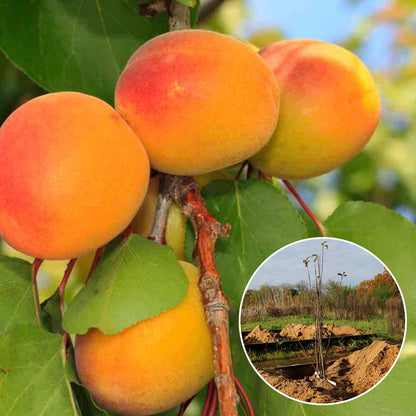 ABRICOTIER ROUGE DU ROUSSILLON AB