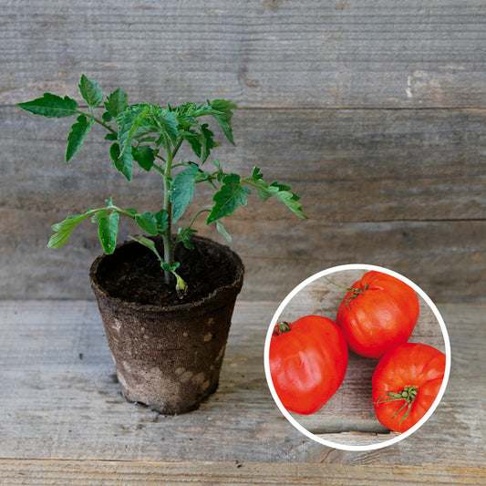 TOMATE CUOR DI BUE OU COEUR DE BOEUF PLANT AB