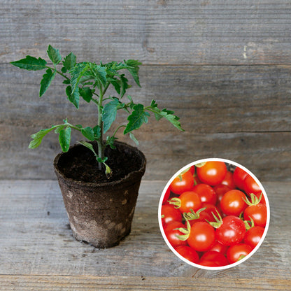 TOMATO GARDENER´S DELIGHT PLANT AB