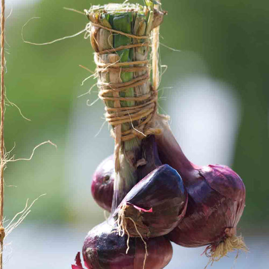 ROTE ZWIEBEL AUS BRUNSWICK NT