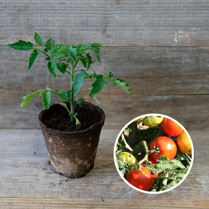 TOMATE JOIE DE LA TABLE PLANT AB