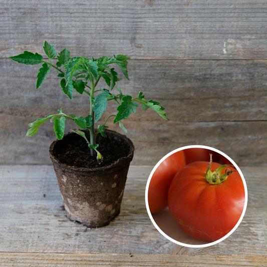 TOMATE MERVEILLE DES MARCHES PLANT AB