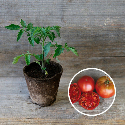 TOMATE NOIRE DE CRIMEE PLANT AB