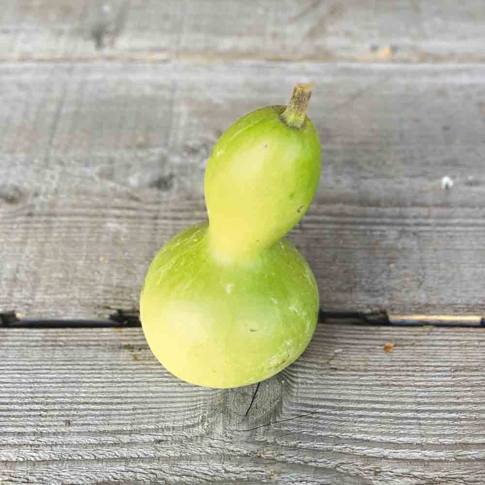 PELERINE AB-KÜRBIS ODER KALEBASSE