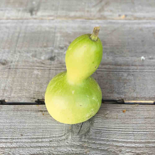 PELERINE AB GOURD OR CALABASH